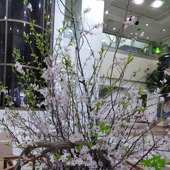 だんだん暖かくなり春らしいお天気になってきましたね☀️ マリカ館内に飾ってある桜が咲きました🌸✨ 春限定商品も取り揃えてますので、ぜひお越しくださいませ🙌