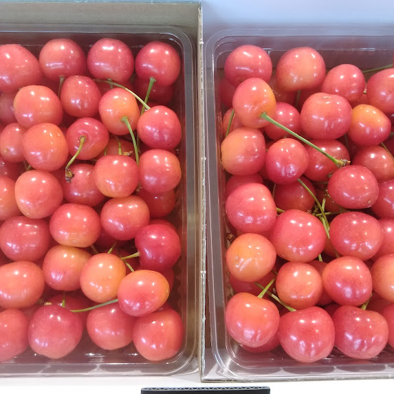 本日も色づきの良いさくらんぼが納品いたしました🍒✨ 今日はフードパックの質がとても良いです😋✨ 勿論、贈答品用のさくらんぼも間違いなく美味しいです！
