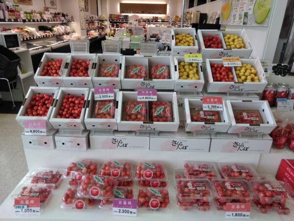 【今日のさくらんぼ🍒】 本日は赤の中にひときわ目立つ黄色が!月山錦が入荷しました✨希少な品種で数量限定ですのでお早めにお待ちしております☺️佐藤錦との詰合せもございますので食べ比べにいかがですか?