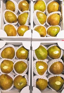 清川屋イオン酒田南店です本日は秋の味覚、ラフランスのご紹介🍐実がゴロッとしていて、果汁がジュ～シ～なラフランスが入荷中です✨贈答用や自分へのご褒美にいかがでしょうか？ご来店お待ちしております🥰
