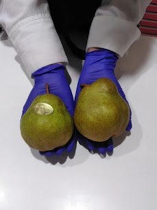 お店にはラフランスが入荷しています🍐大きさを比べてみました🔍✨左側のシールがついているサイズが2Lです。右側の何もついていないのが4Lサイズです。写真だと少し伝わりにくいですが、右側が大きいですね💖