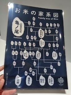 新商品お米の家系図クリアファイルが入荷しました🌾 普段何気なく選んでいるお米だけど、 実は家系図を辿ると面白い発見がいっぱいですね🥰 『今日のごはんはどこの子かな〜？』 なんて親子で探検も楽しくなりそう🍚