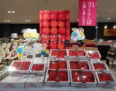 今年初物さくらんぼ「佐藤錦」が入荷しました🍒100年以上愛され続ける、酸味と甘みのバランスが抜群な高級さくらんぼの金字塔。一粒食べれば、ぷちんと弾ける果皮と溢れる果汁に感動間違いなしです✨